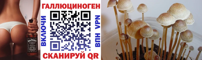 hydra ссылки  Новокубанск  Галлюциногенные грибы ЛСД  как найти наркотики 